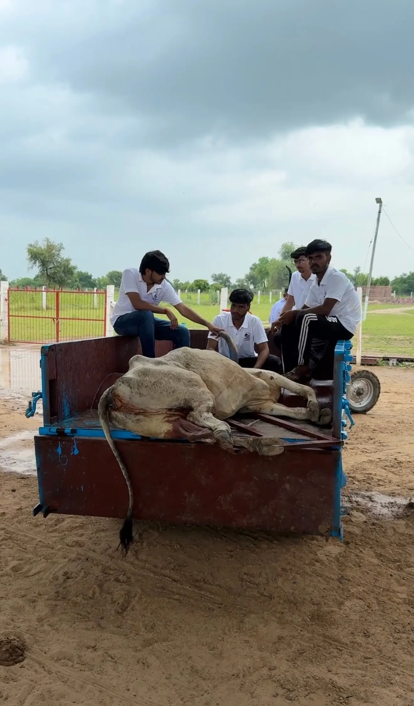 Every Life Deserves a Ride of Hope — Help Us Get an Animal Ambulance